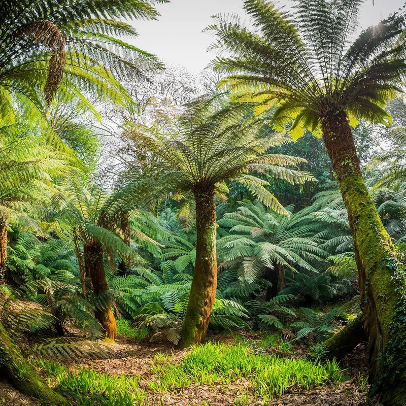 Lush grove of tree ferns in a Cornish garden with sunlight filtering through the fronds