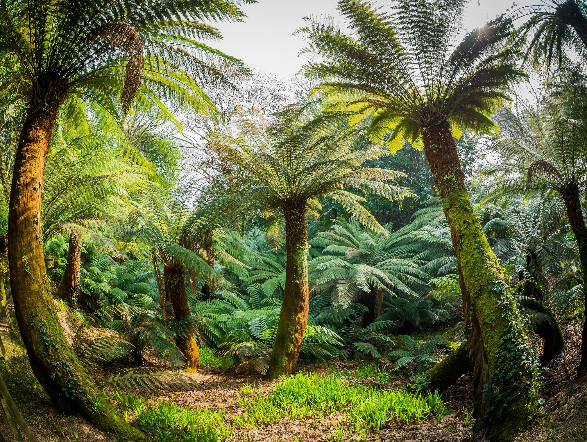 Lush grove of tree ferns in a Cornish garden with sunlight filtering through the fronds