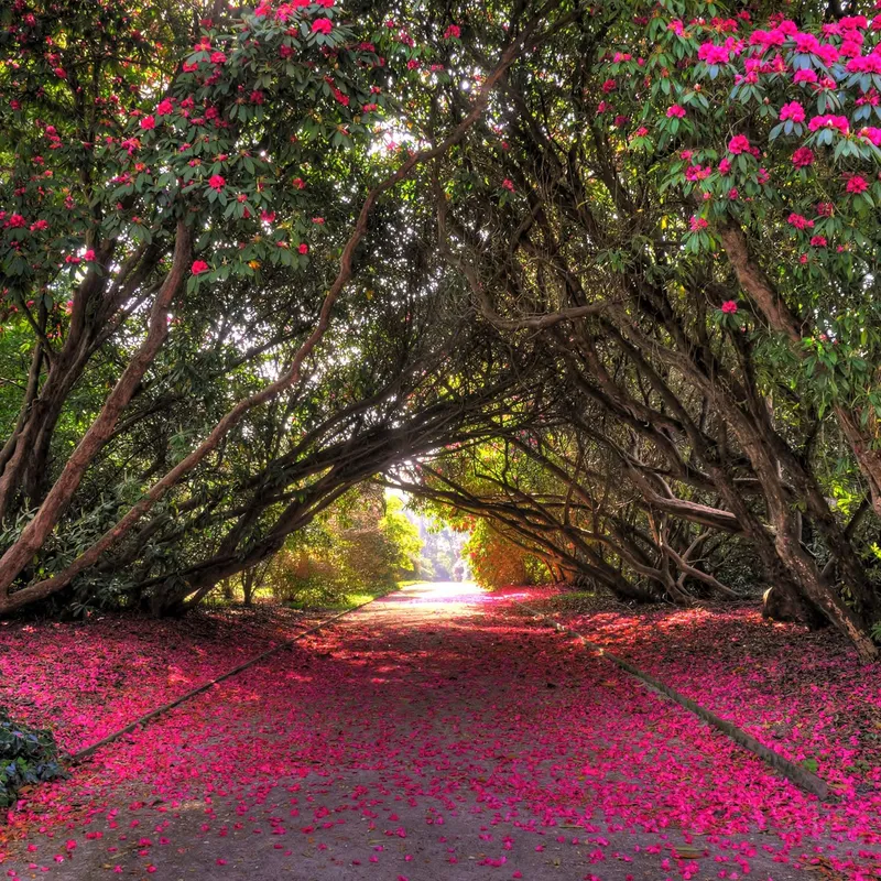 Pathway beneath an arch of flowering rhododendrons with vivid pink petals scattered across the ground