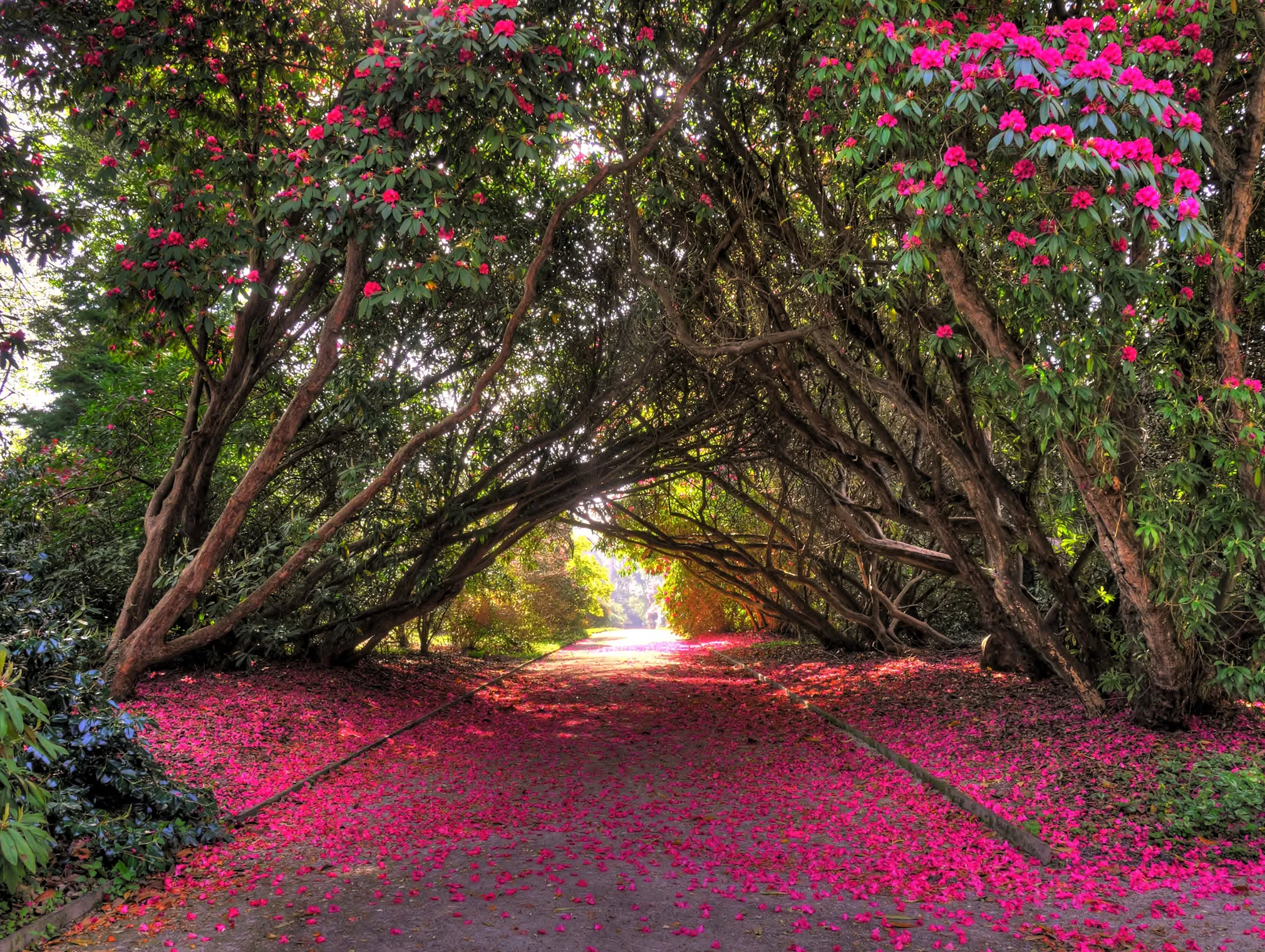 Pathway beneath an arch of flowering rhododendrons with vivid pink petals scattered across the ground