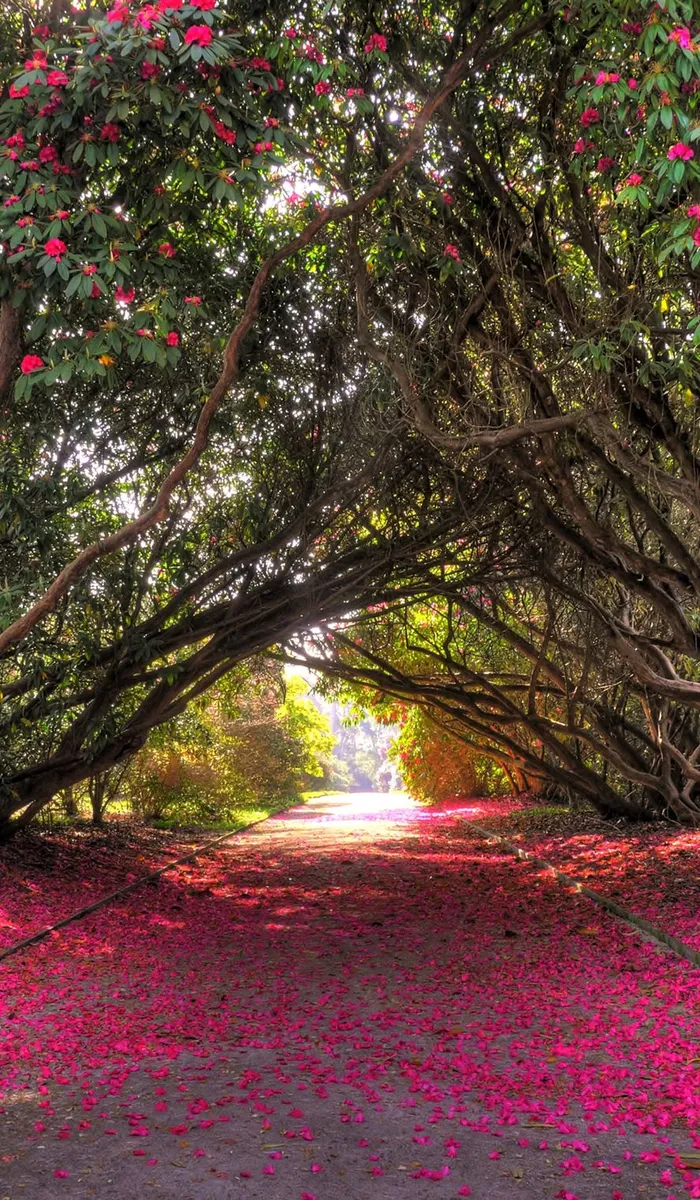 Pathway beneath an arch of flowering rhododendrons with vivid pink petals scattered across the ground