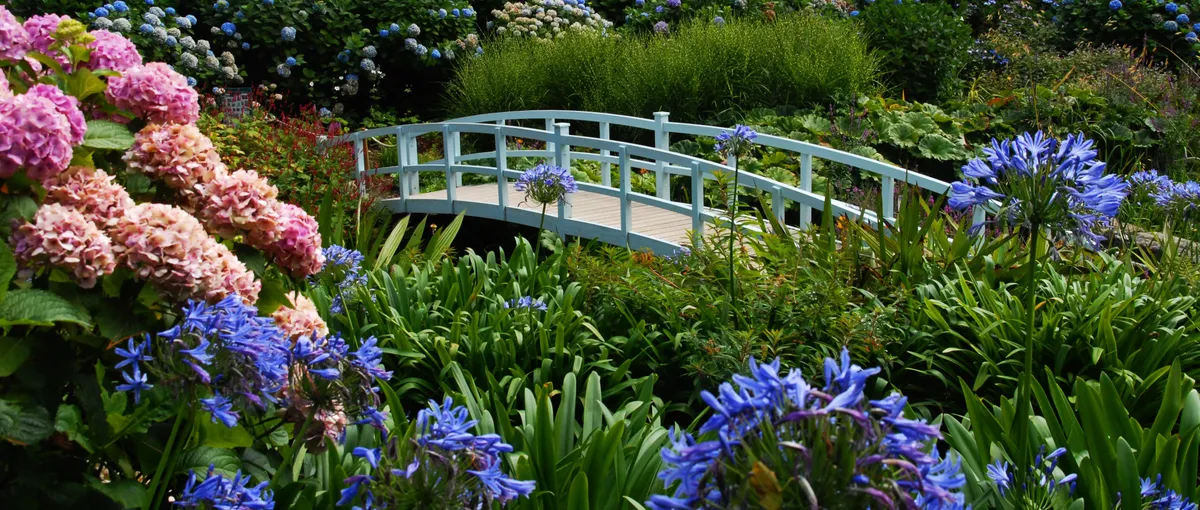 White footbridge surrounded by hydrangeas and purple agapanthus in a lush garden