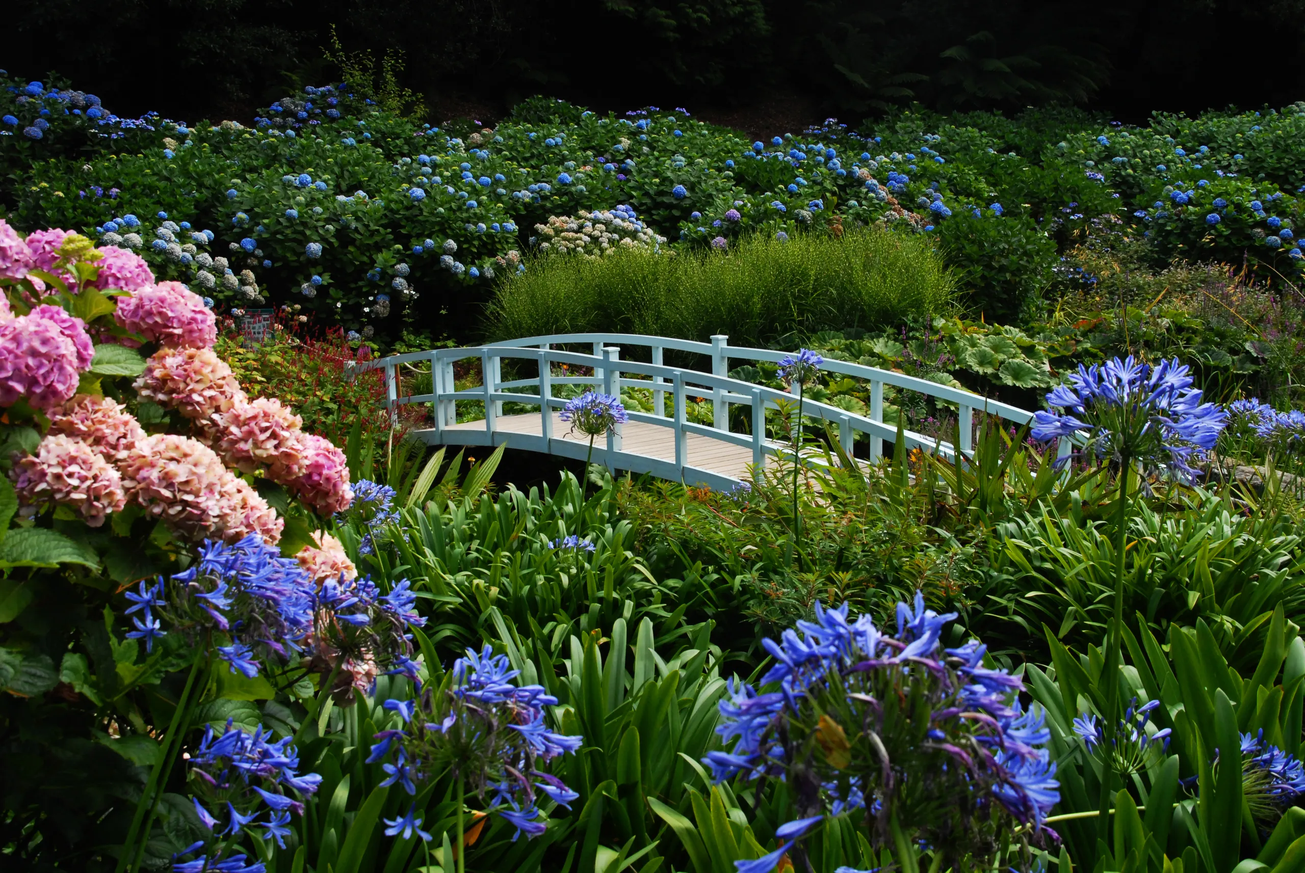 White footbridge surrounded by hydrangeas and purple agapanthus in a lush garden