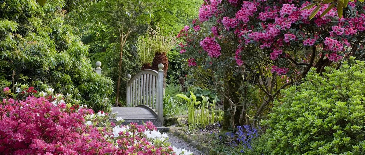 Wooden garden bridge along a gravel path surrounded by pink and white rhododendrons and lush green foliage