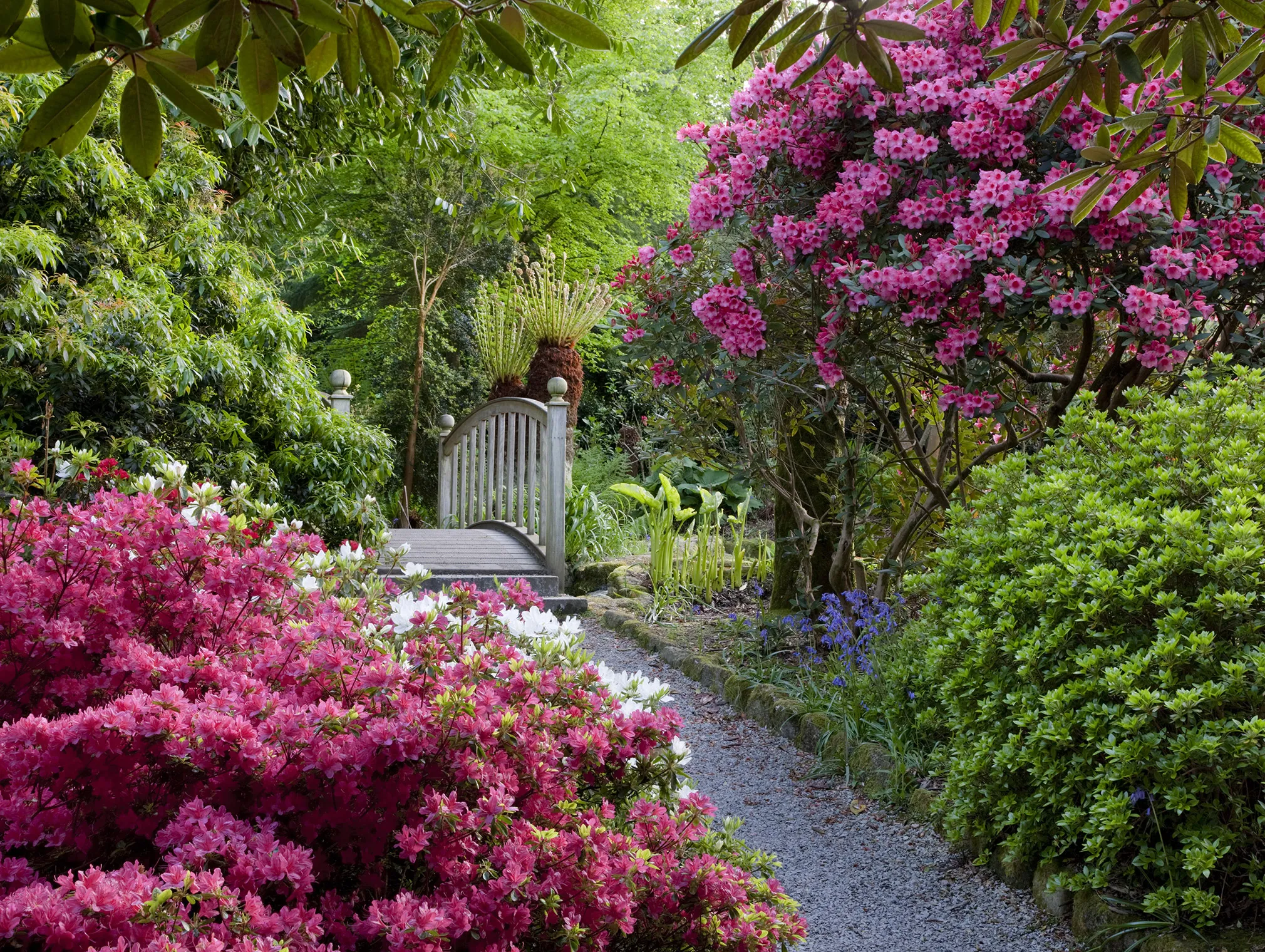 Wooden garden bridge along a gravel path surrounded by pink and white rhododendrons and lush green foliage