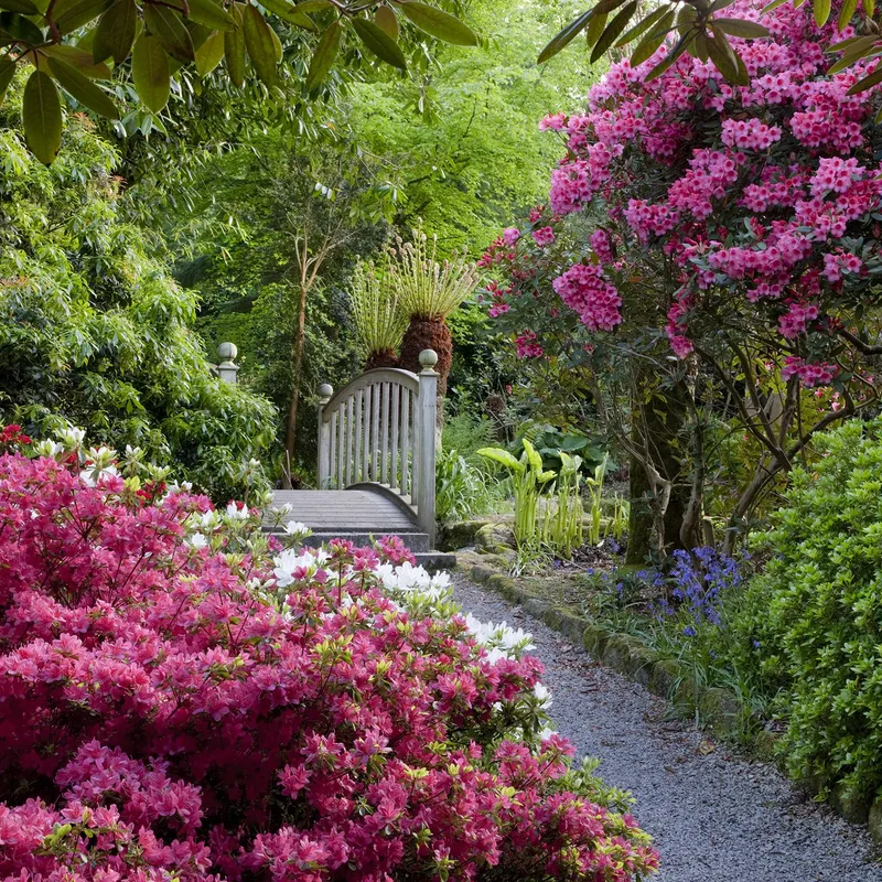 Wooden garden bridge along a gravel path surrounded by pink and white rhododendrons and lush green foliage