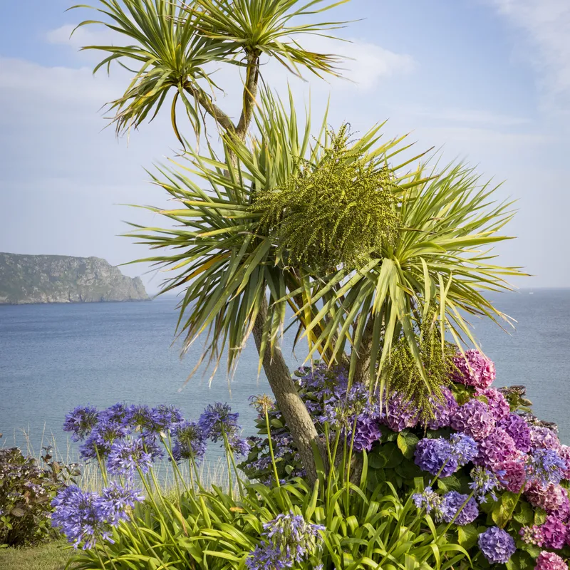 Tropical-style garden with a spiky palm-like tree, purple agapanthus and pink hydrangeas overlooking a calm blue sea.