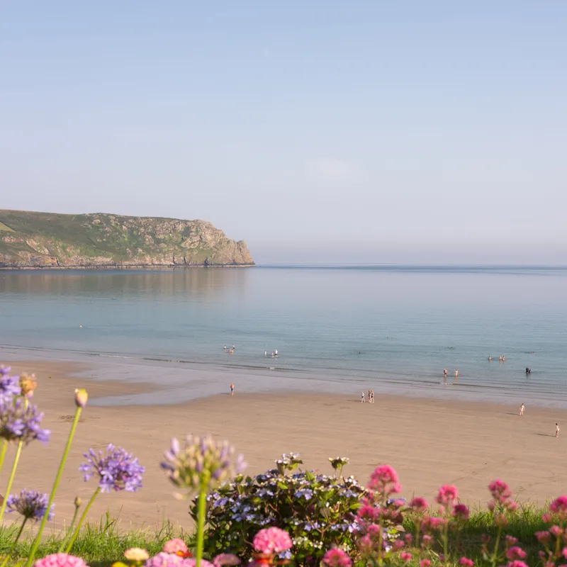 Calm sandy bay with swimmers, a rocky headland and colourful flowers in the foreground.