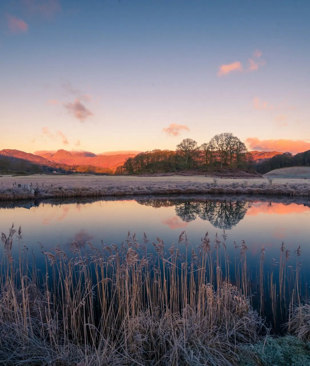 Frost-covered reeds beside still water reflecting trees and sunlit fells at dawn in Elterwater.