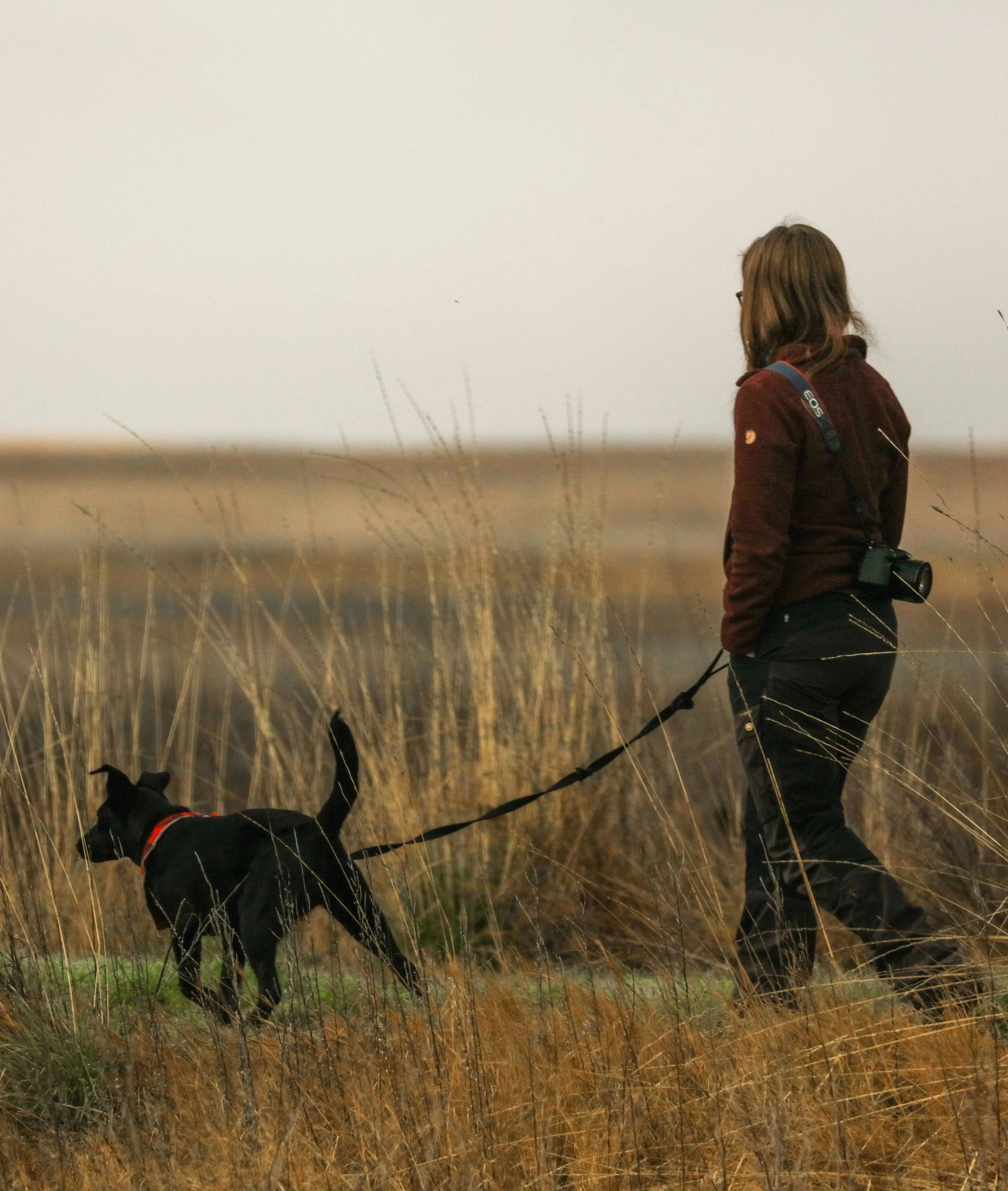 Person walking a black dog on a lead through dry grassland