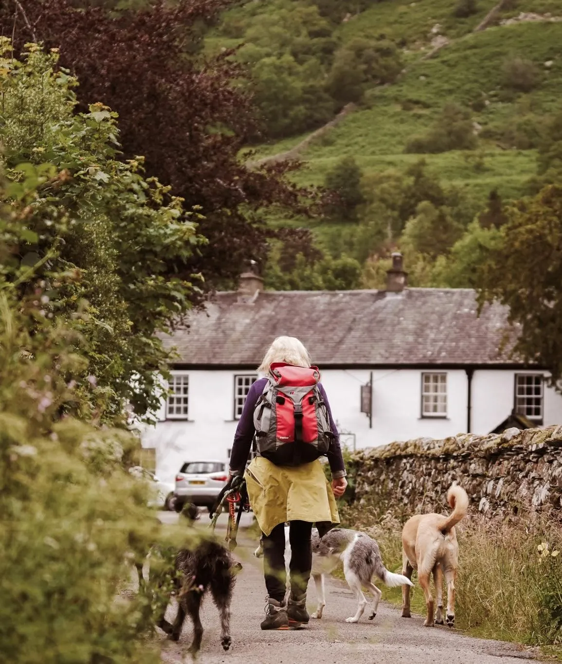 Hiker with a red backpack walking three dogs along a country lane towards a white cottage in a green valley.