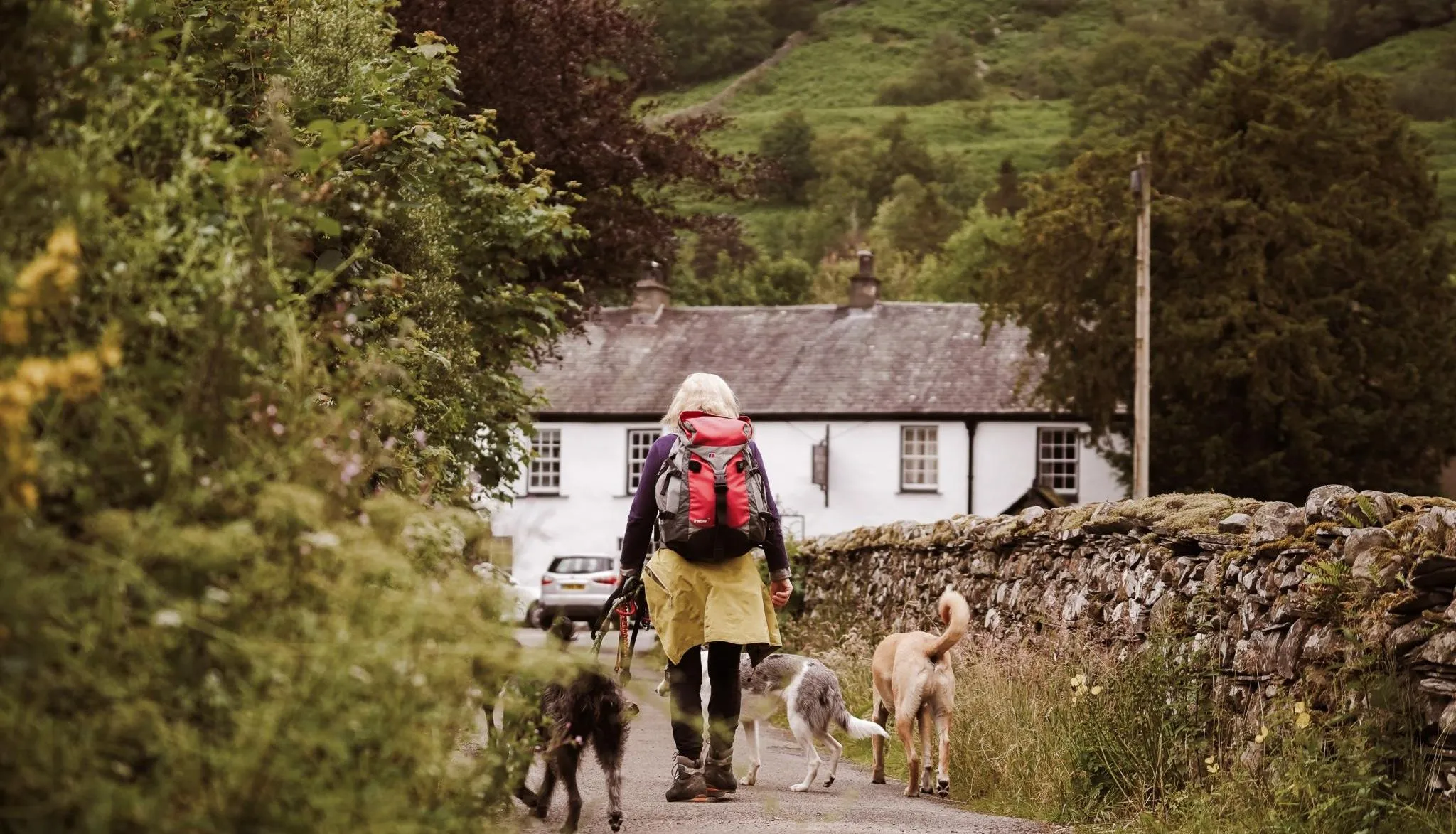 Hiker with a red backpack walking three dogs along a country lane towards a white cottage in a green valley.