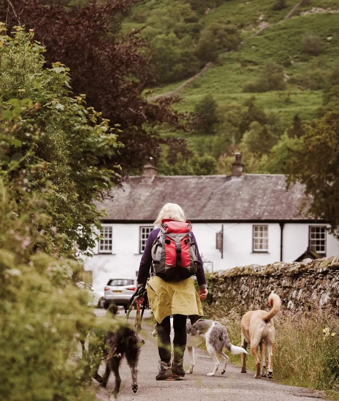 Hiker with a red backpack walking three dogs along a country lane towards a white cottage in a green valley.