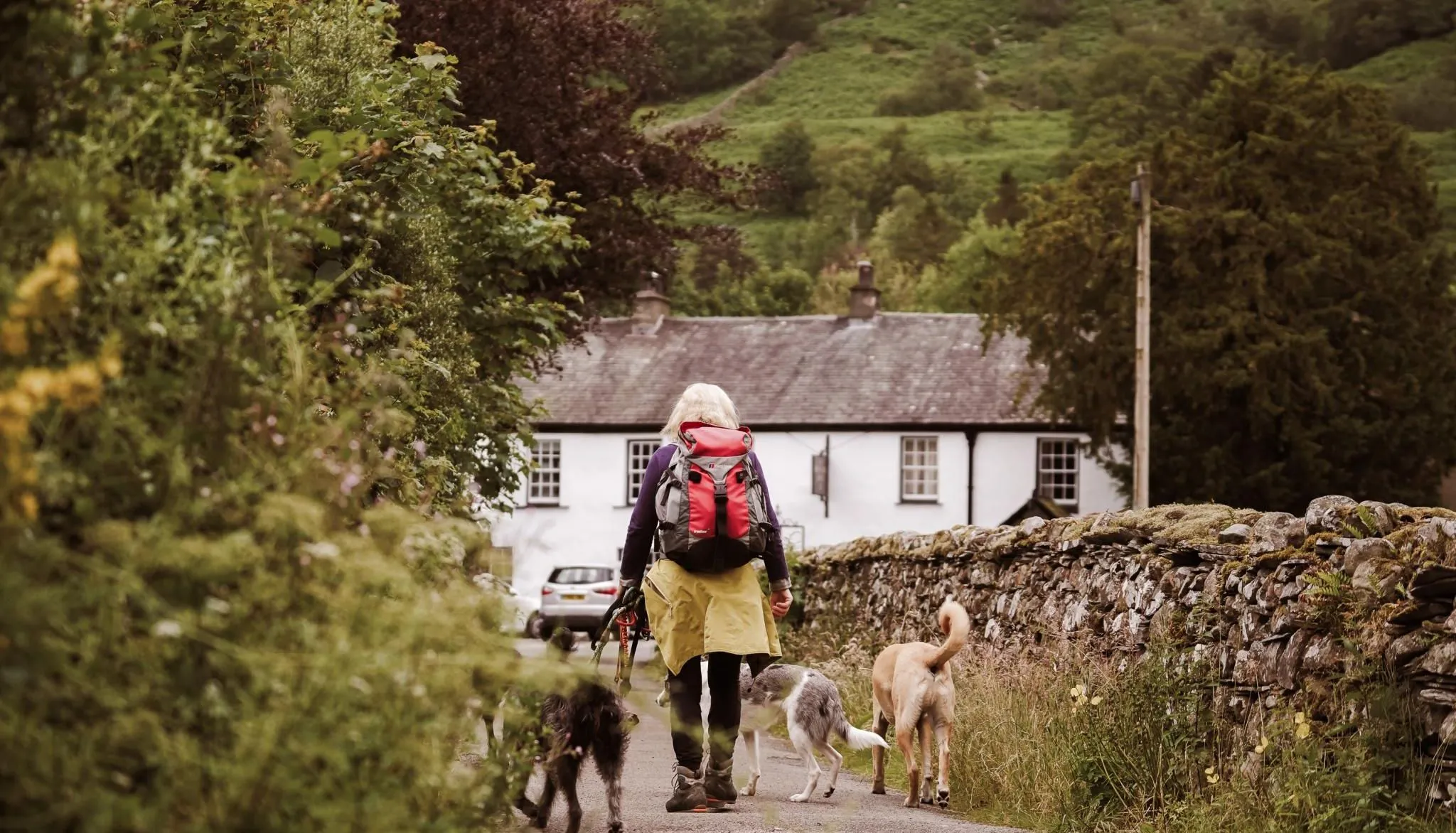 Hiker with a red backpack walking three dogs along a country lane towards a white cottage in a green valley.