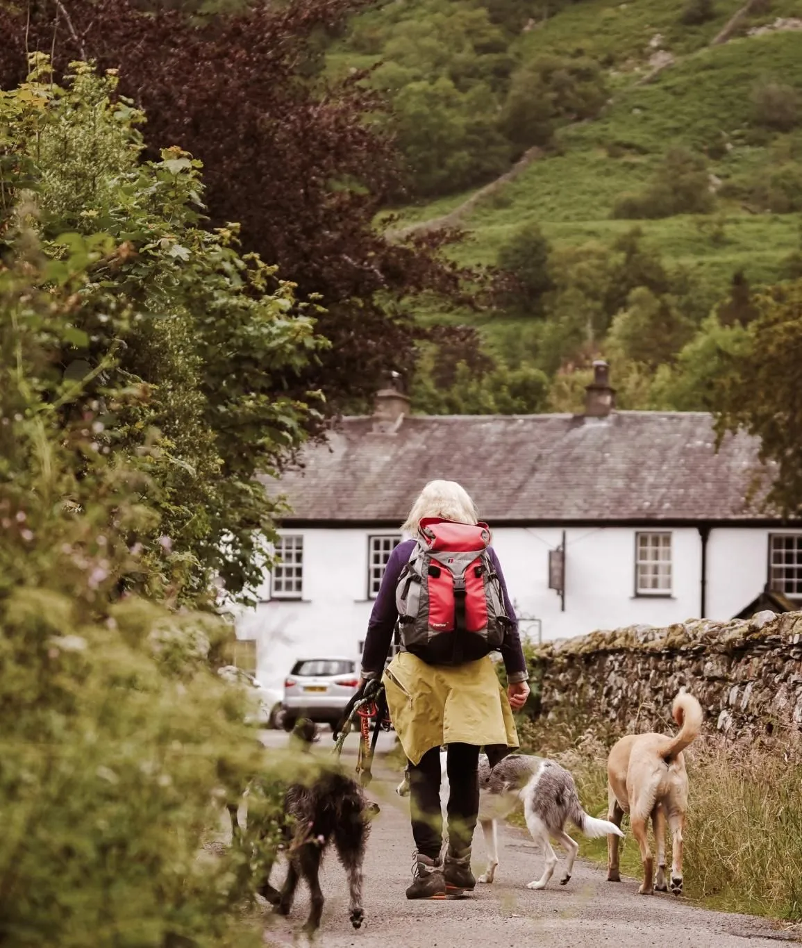 Hiker with a red backpack walking three dogs along a country lane towards a white cottage in a green valley.