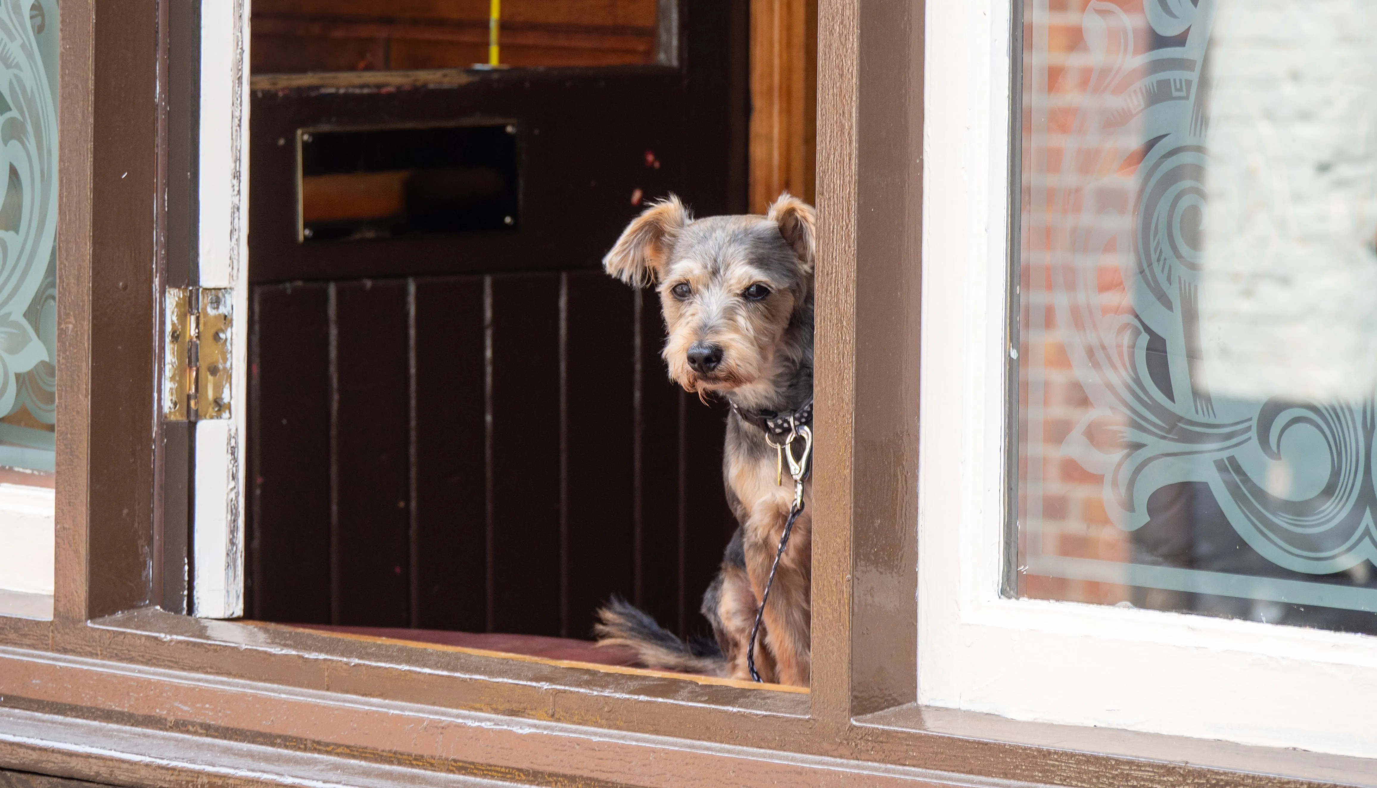 Small terrier dog sitting in an open wooden pub window