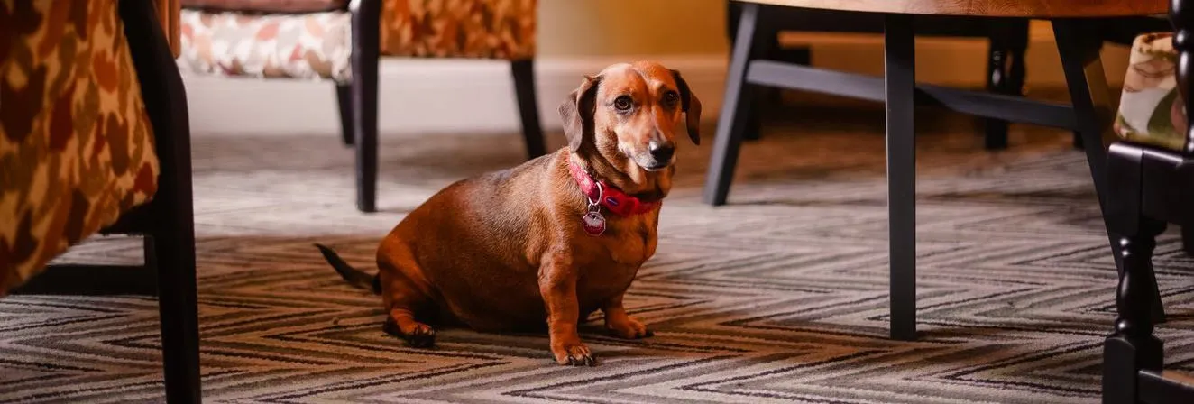 Brown dachshund wearing a red collar sitting on a patterned rug in a warm, cosy living room.
