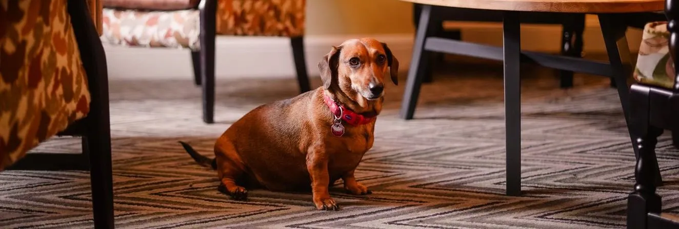 Brown dachshund wearing a red collar sitting on a patterned rug in a warm, cosy living room.