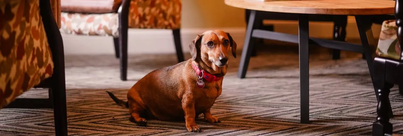 Brown dachshund wearing a red collar sitting on a patterned rug in a warm, cosy living room.