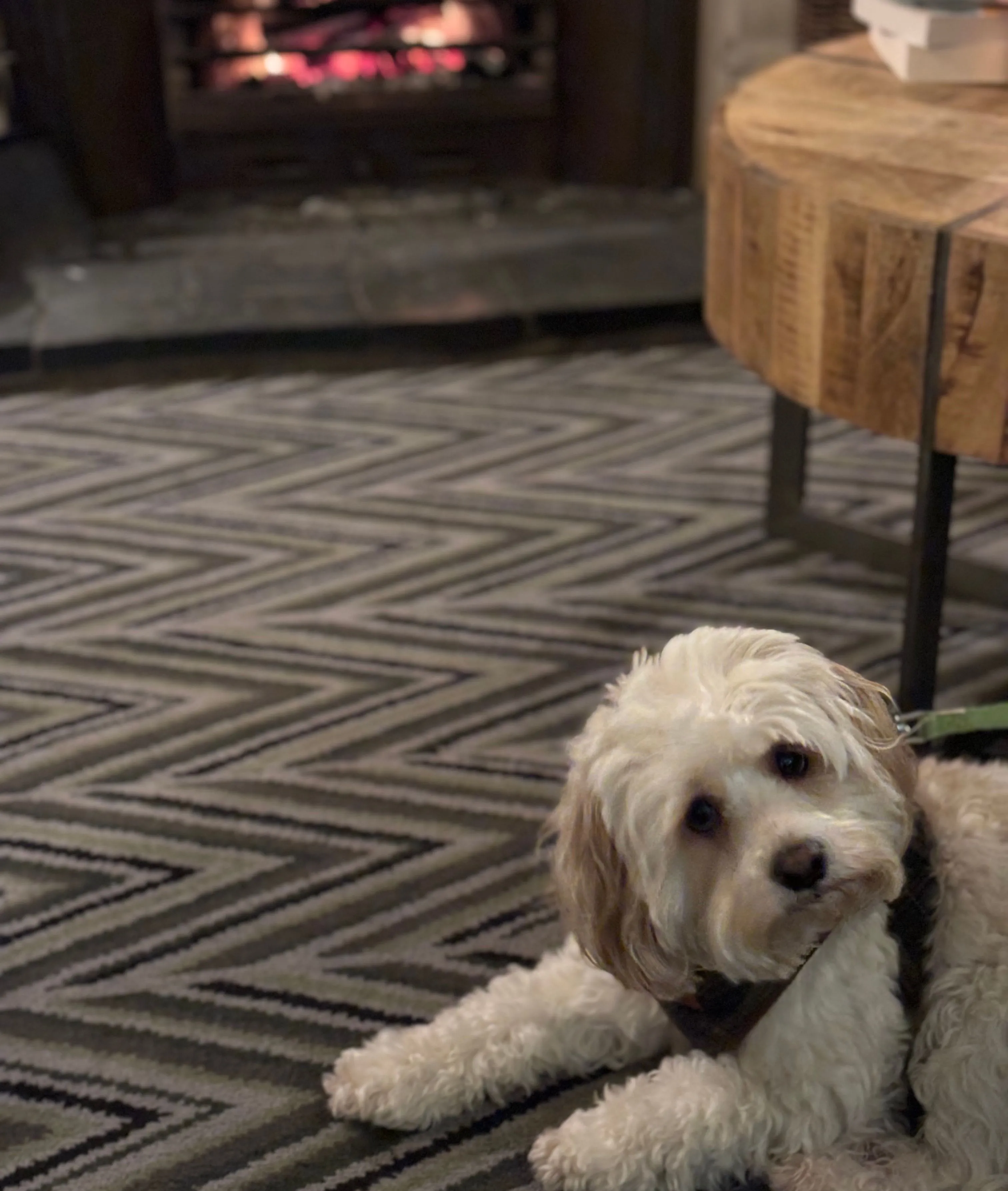 Small cream-coloured dog lying on a patterned rug beside a glowing fireplace and wooden coffee table.