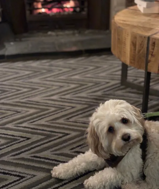 Small cream-coloured dog lying on a patterned rug beside a glowing fireplace and wooden coffee table.