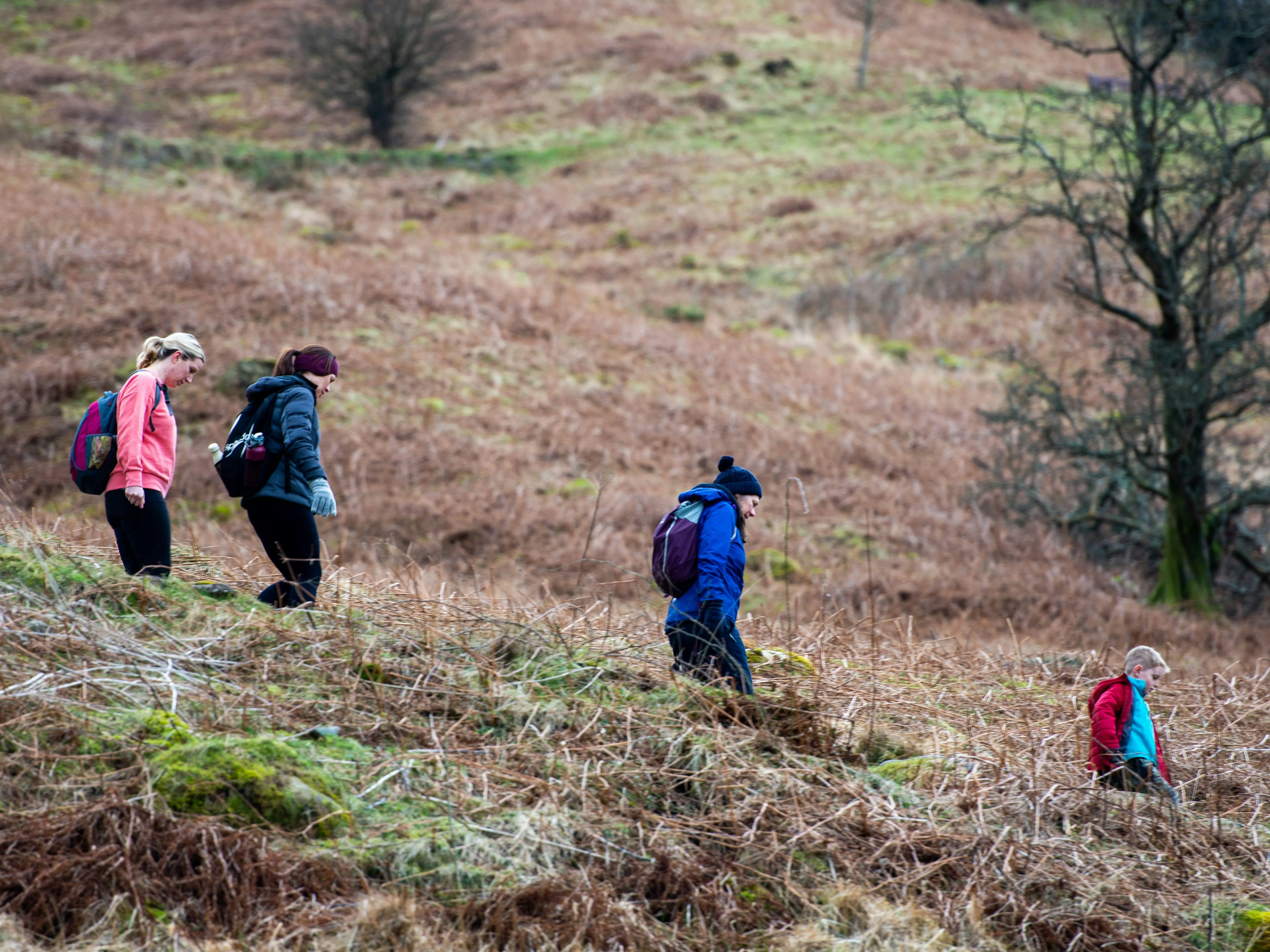 Four hikers with backpacks walking downhill across a grassy, bracken-covered hillside.