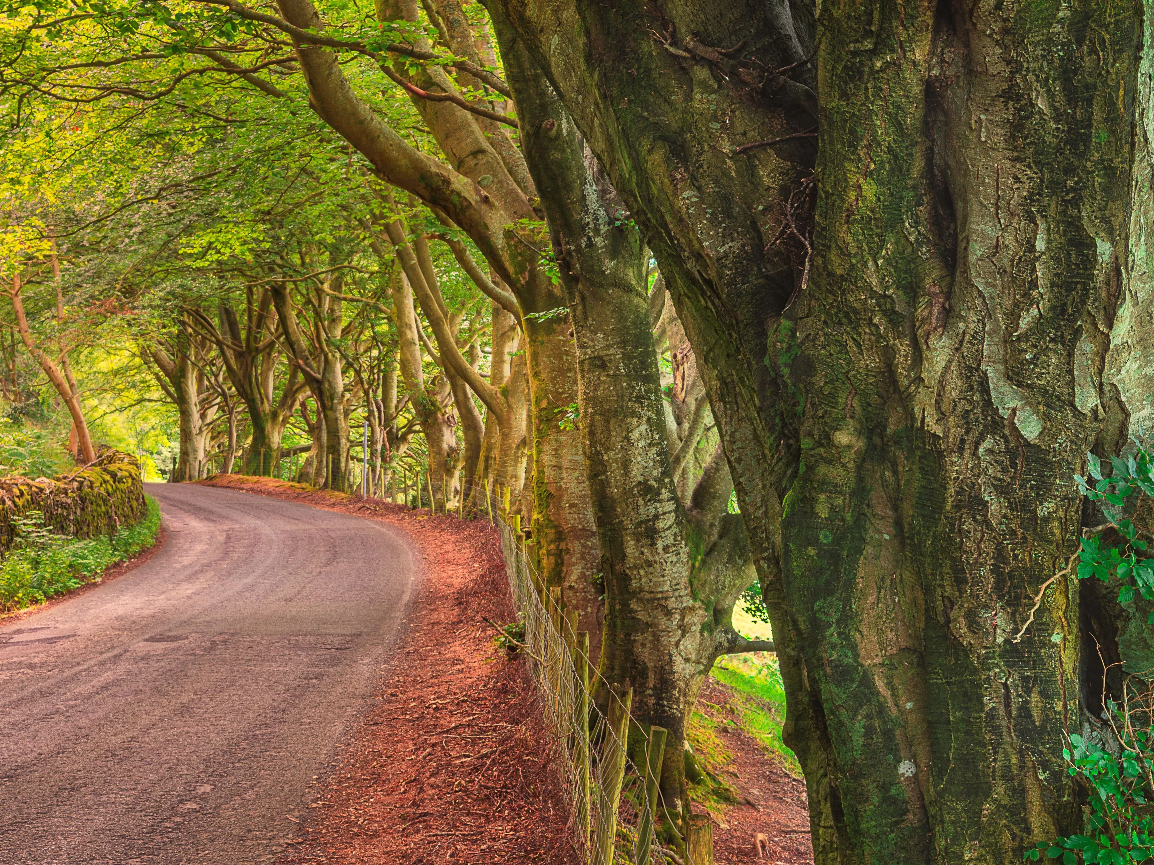 Winding country lane beneath a canopy of mature trees in a leafy woodland.