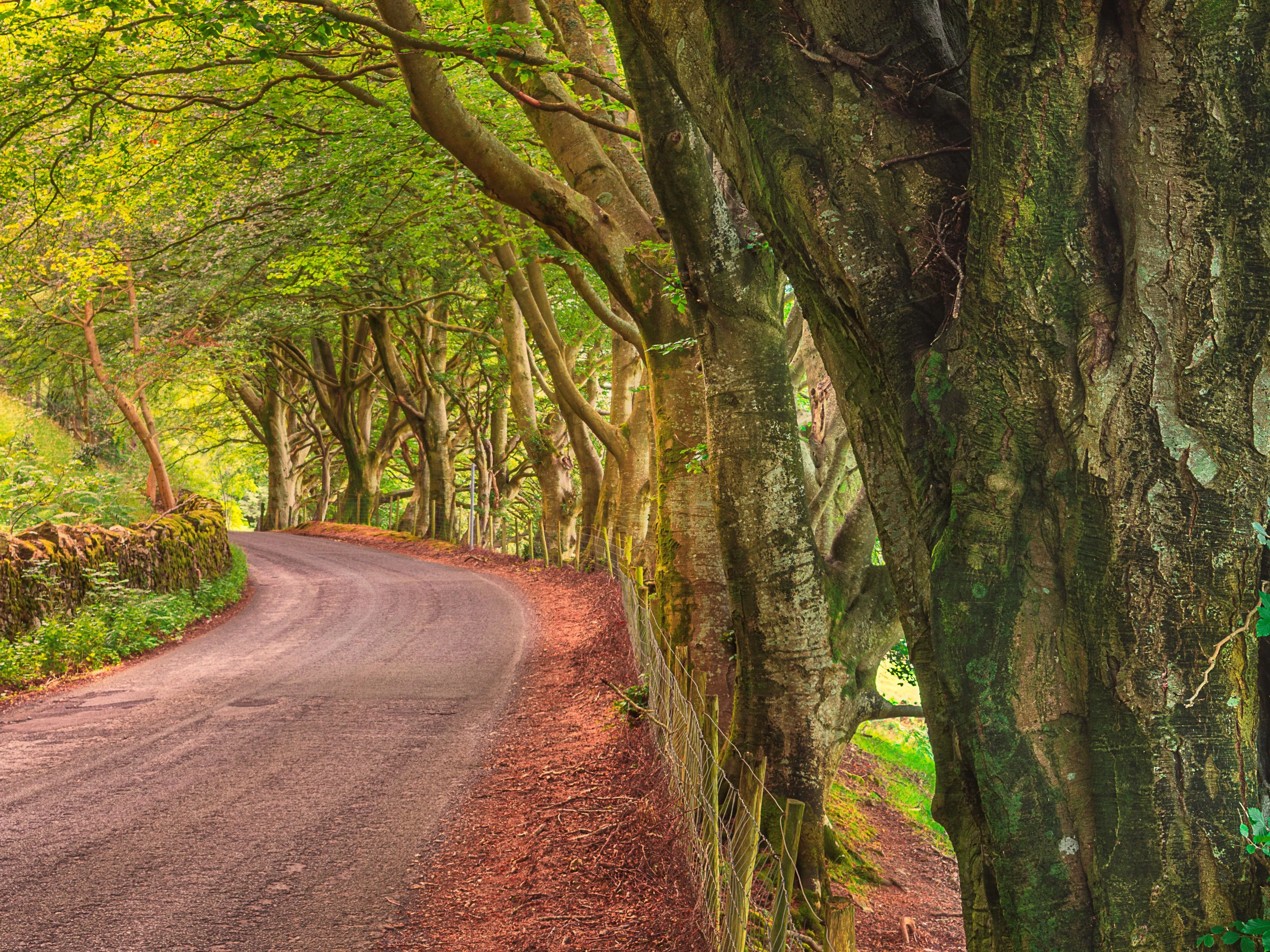 Winding country lane beneath a canopy of mature trees in a leafy woodland.