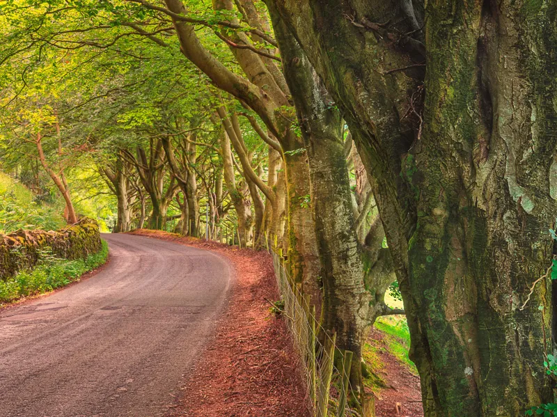 Winding country lane beneath a canopy of mature trees in a leafy woodland.