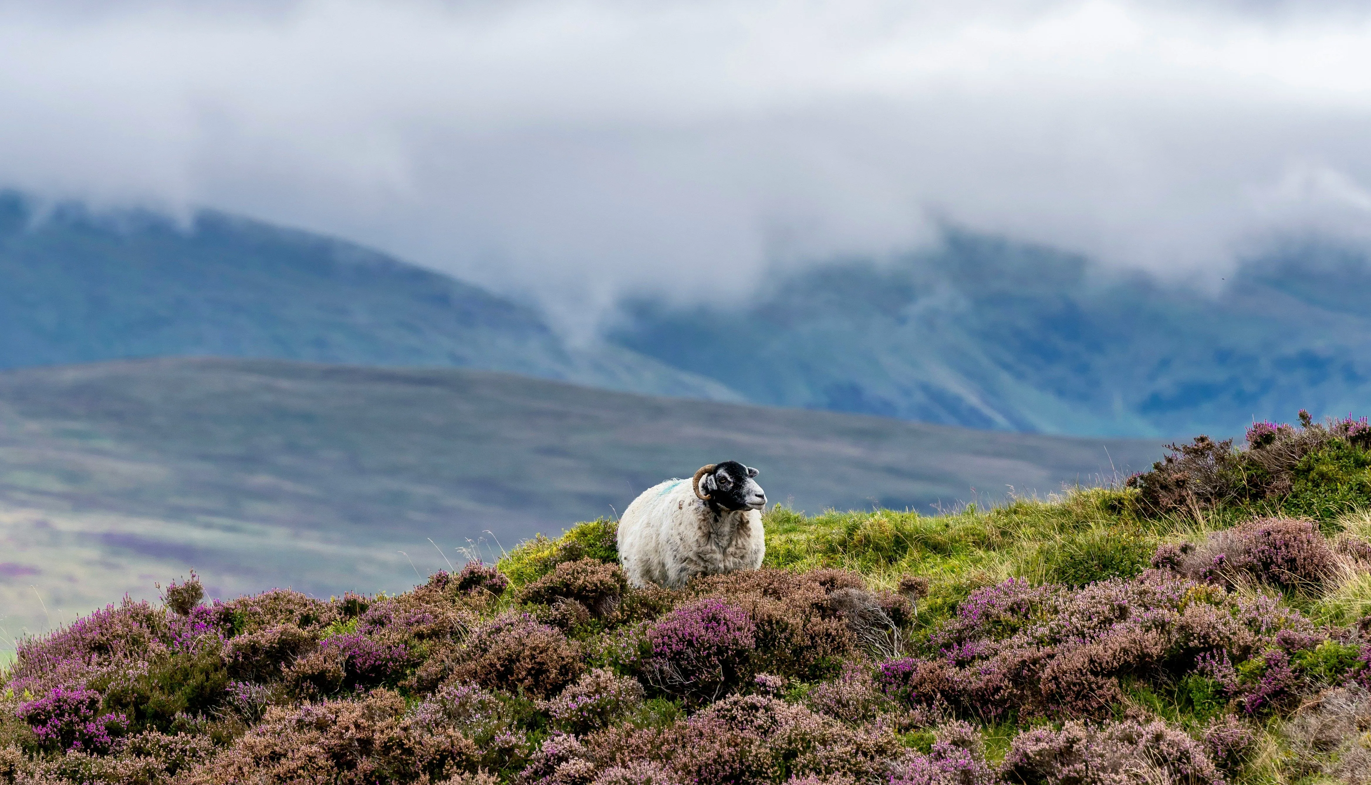 Horned sheep resting among purple heather on a misty mountain hillside