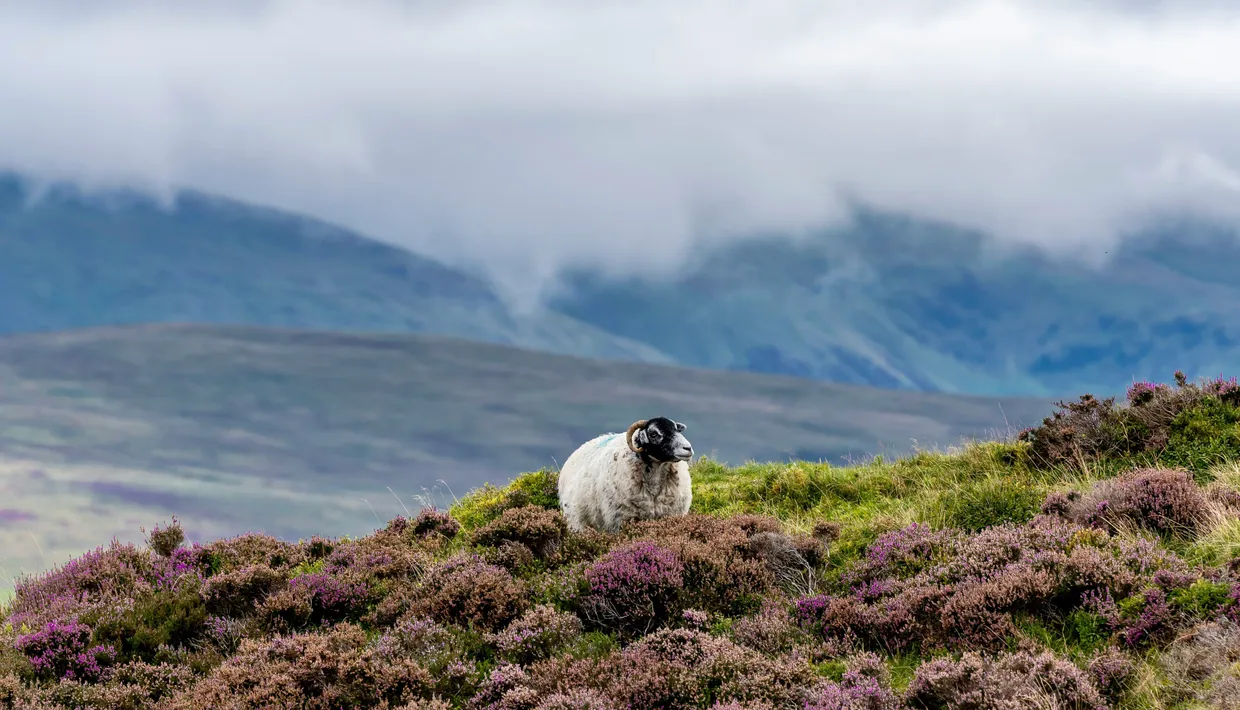 Horned sheep resting among purple heather on a misty mountain hillside