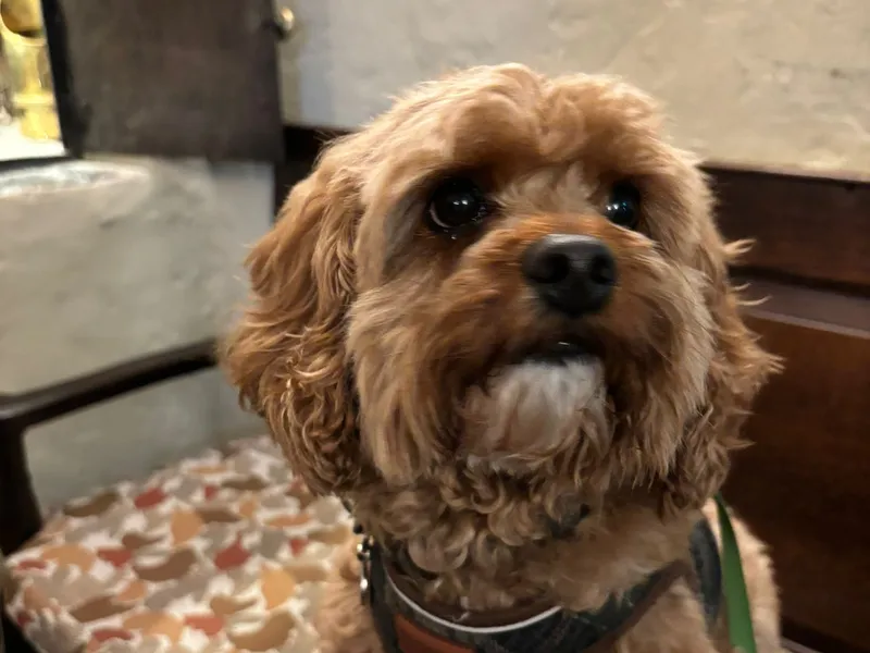 Small curly-haired brown dog wearing a harness indoors