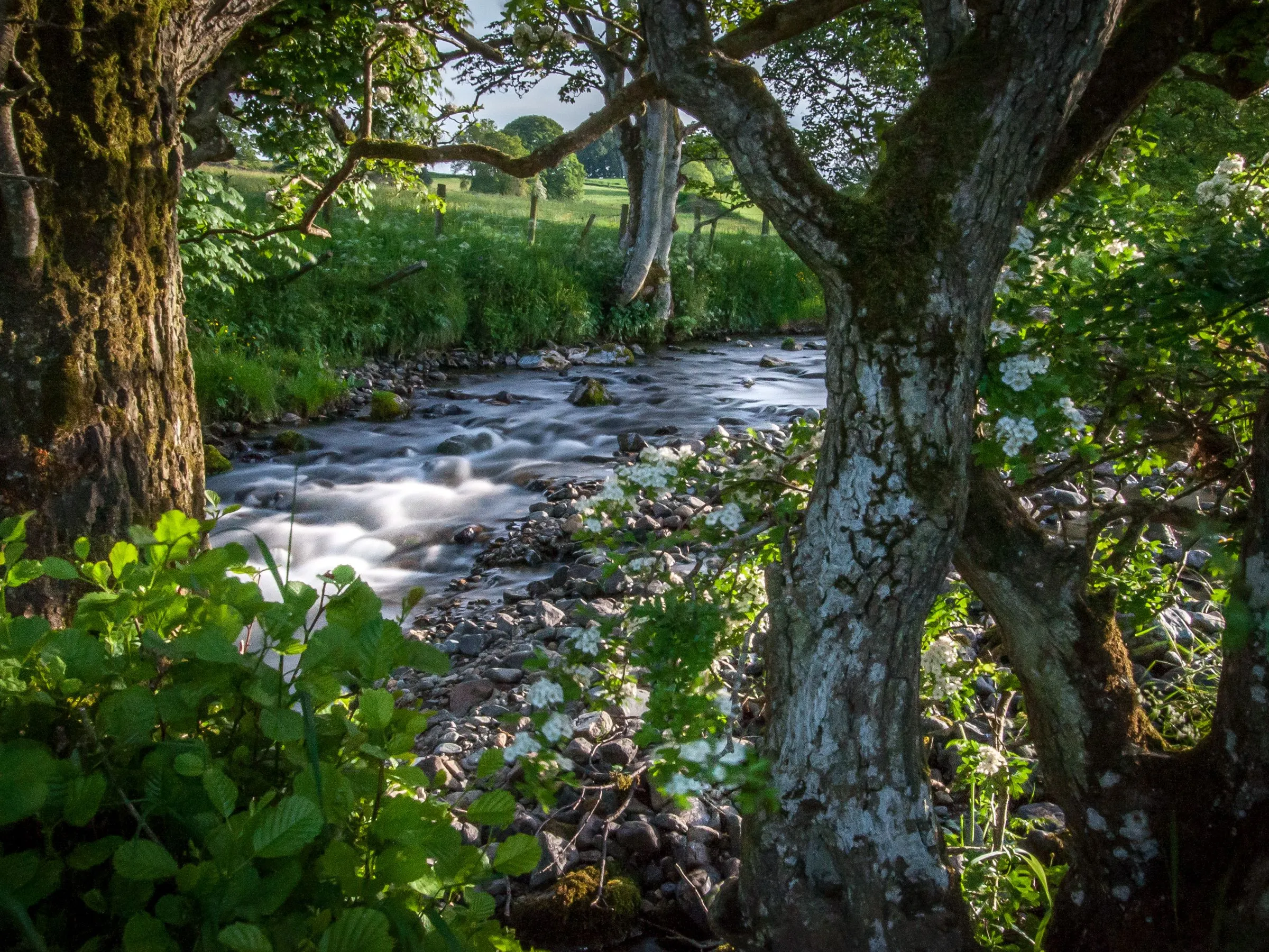 Sunlit woodland stream flowing over stones between mature mossy trees and wild greenery