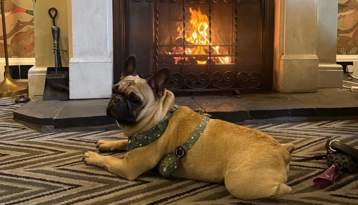 A French bulldog wearing a green harness lies on a patterned rug in front of a lit fireplace.
