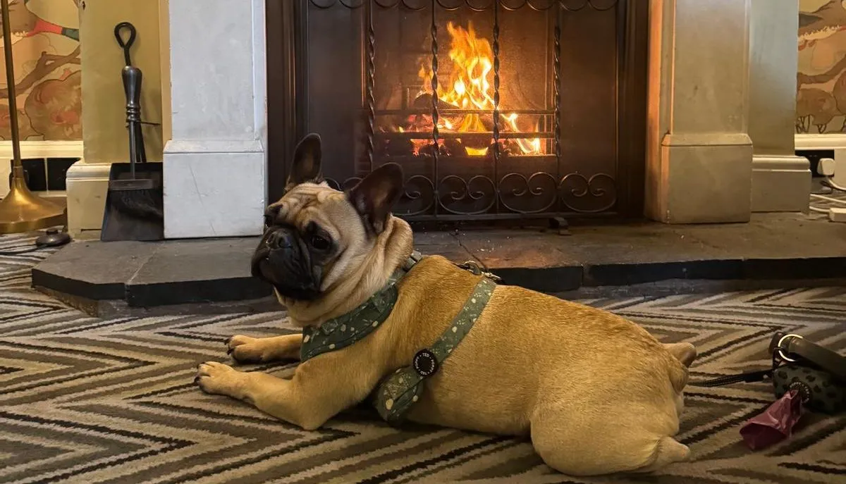A French bulldog wearing a green harness lies on a patterned rug in front of a lit fireplace.