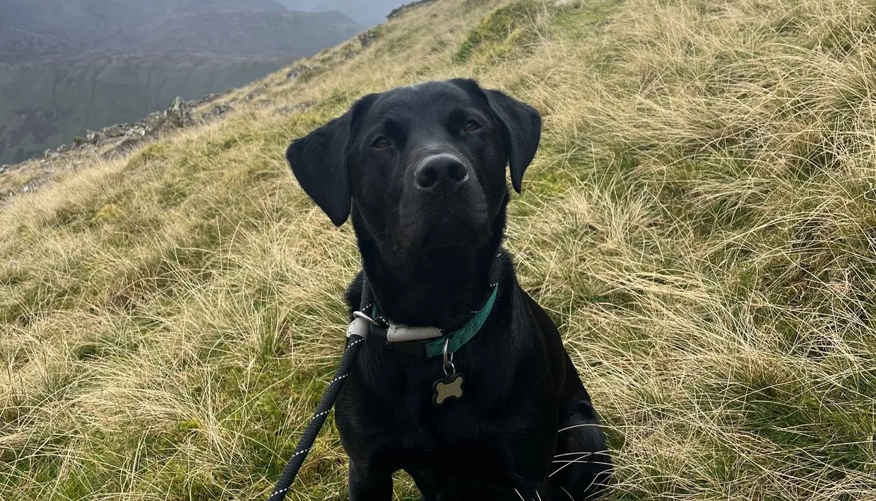 Black Labrador sitting on a grassy mountainside beneath misty rocky cliffs