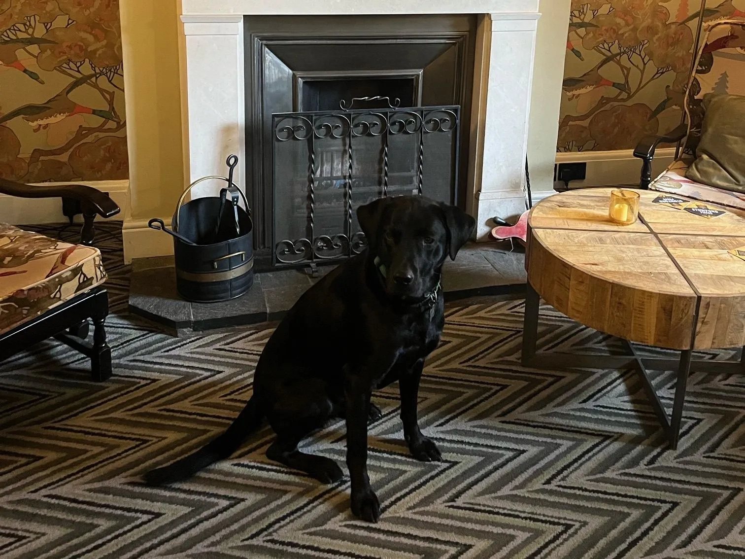 Black dog sitting on a patterned rug in front of a decorative fireplace