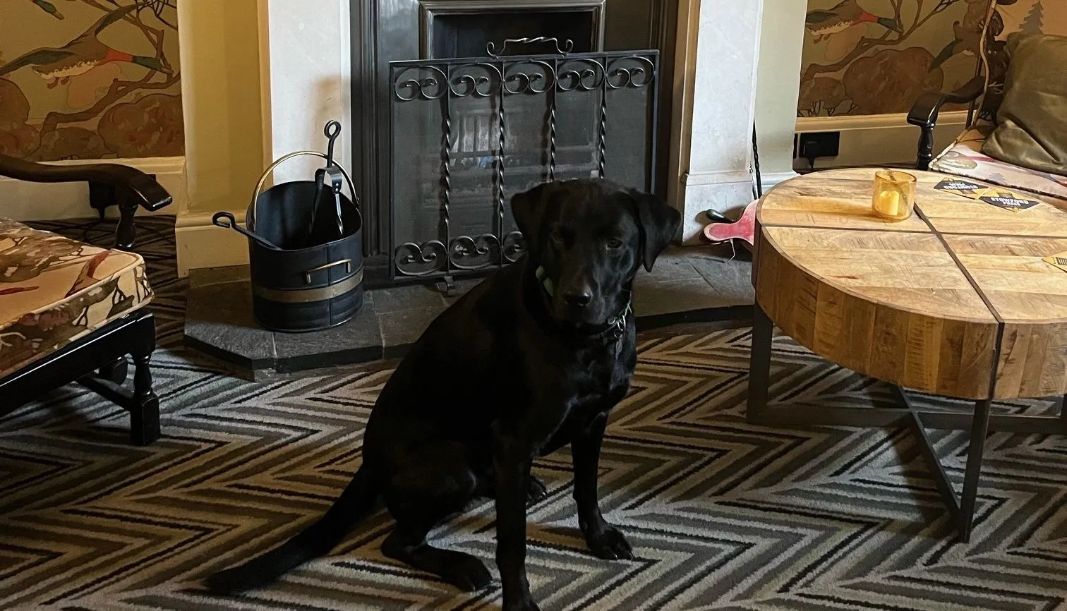 Black dog sitting on a patterned rug in front of a decorative fireplace