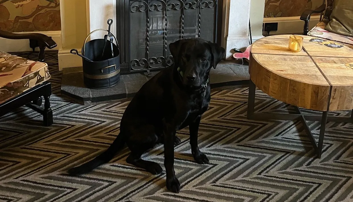 Black dog sitting on a patterned rug in front of a decorative fireplace