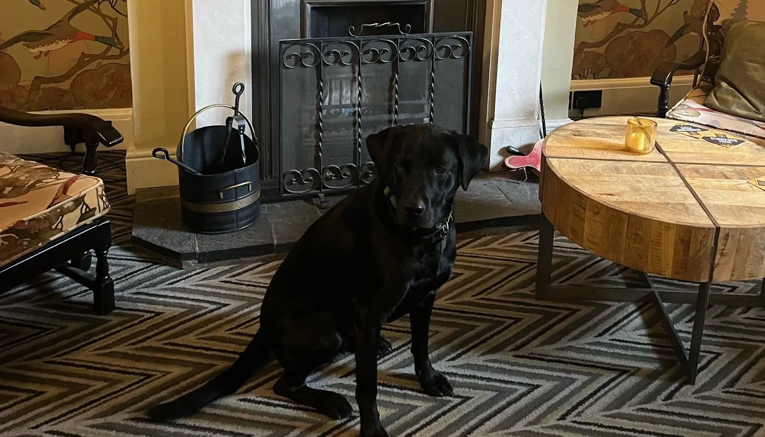 Black dog sitting on a patterned rug in front of a decorative fireplace