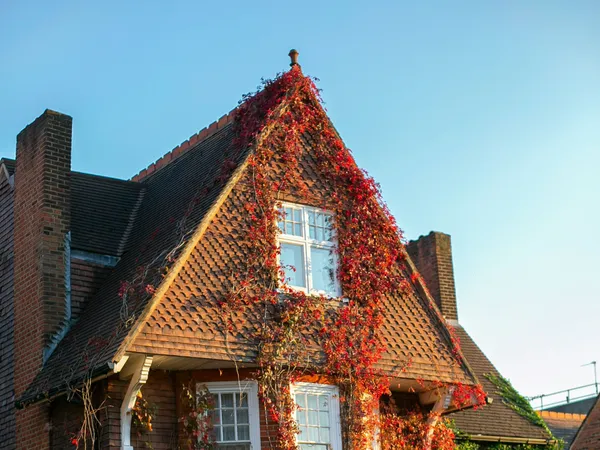Brick house covered with red and green ivy in sunlight