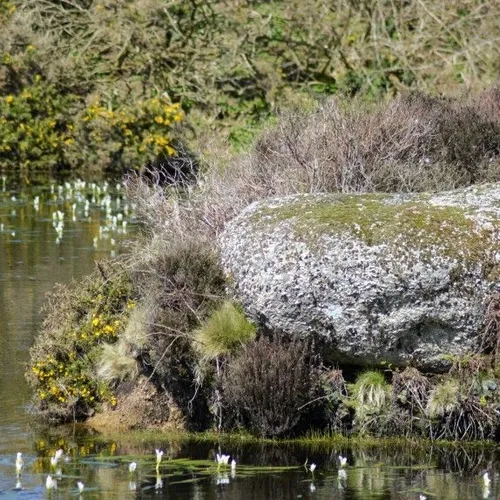 Large moss-covered rock surrounded by bushes near a pond