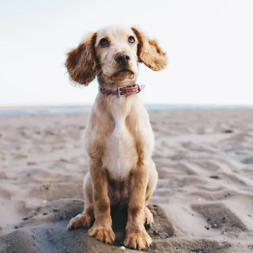 Golden retriever puppy sitting on the beach
