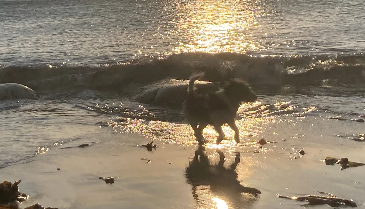 Dog walking along a sandy beach at sunset with shimmering sunlight on the sea and distant rocky islands on the horizon