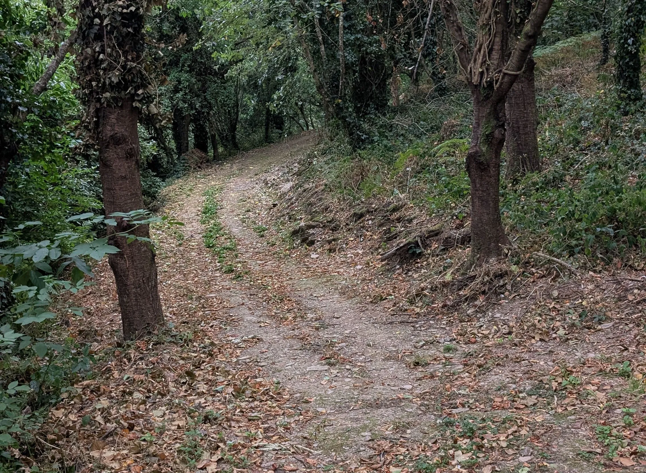 Narrow uneven woodland path winding through dense trees and undergrowth.