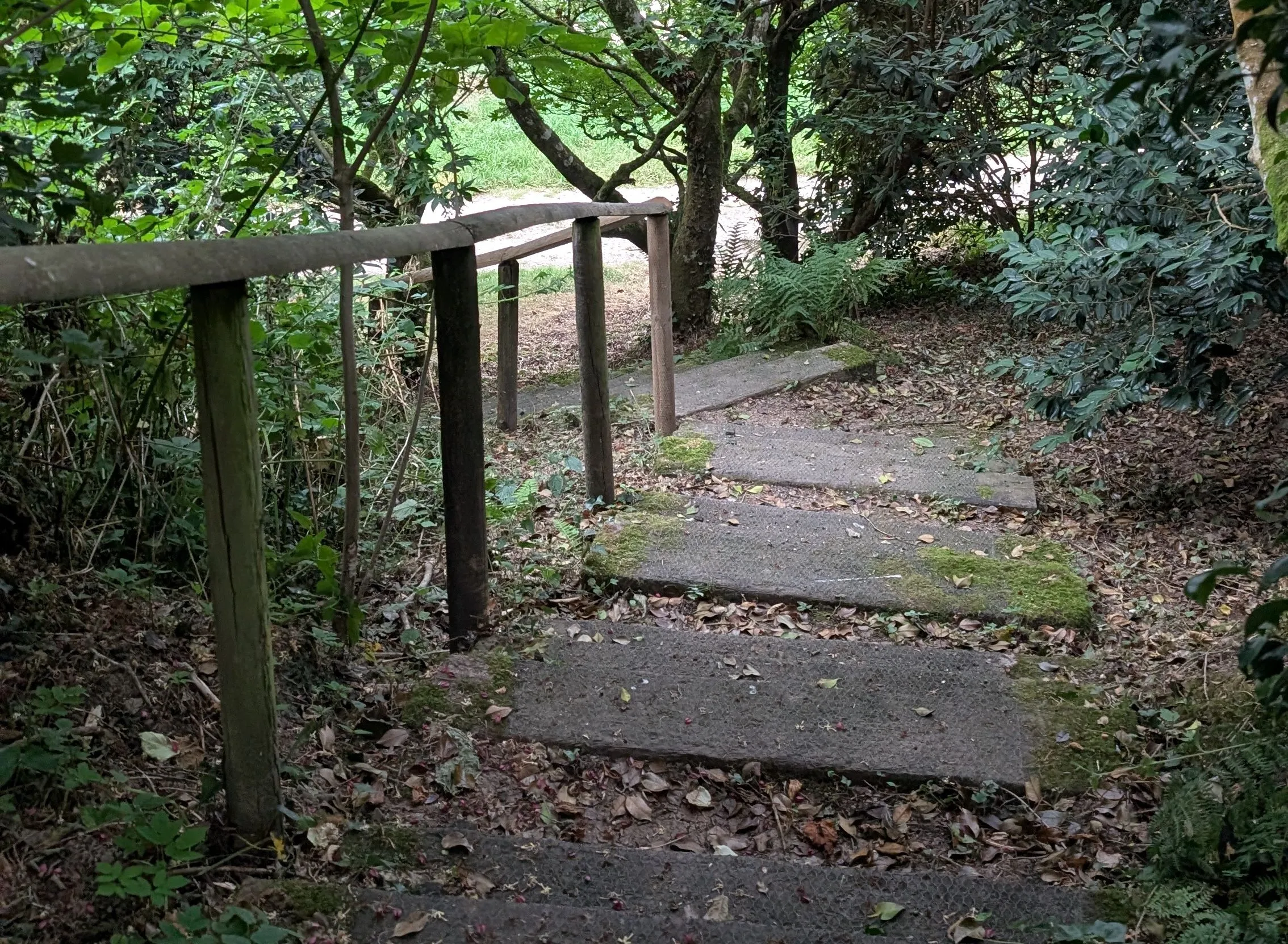 Steep concrete steps with a wooden handrail descending through dense green woodland.