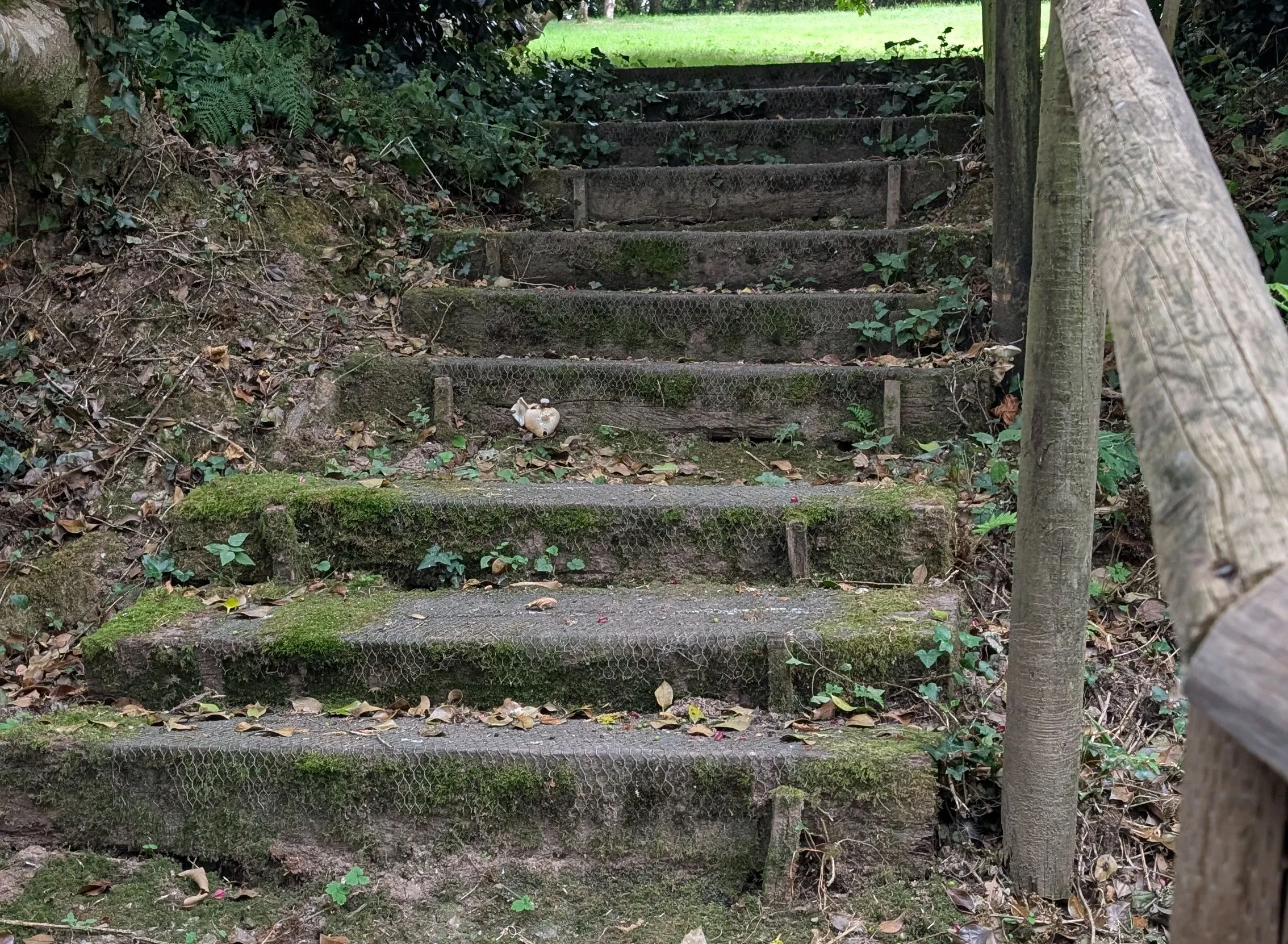 Moss-covered concrete steps with a wooden handrail leading through dense woodland to a grassy clearing.