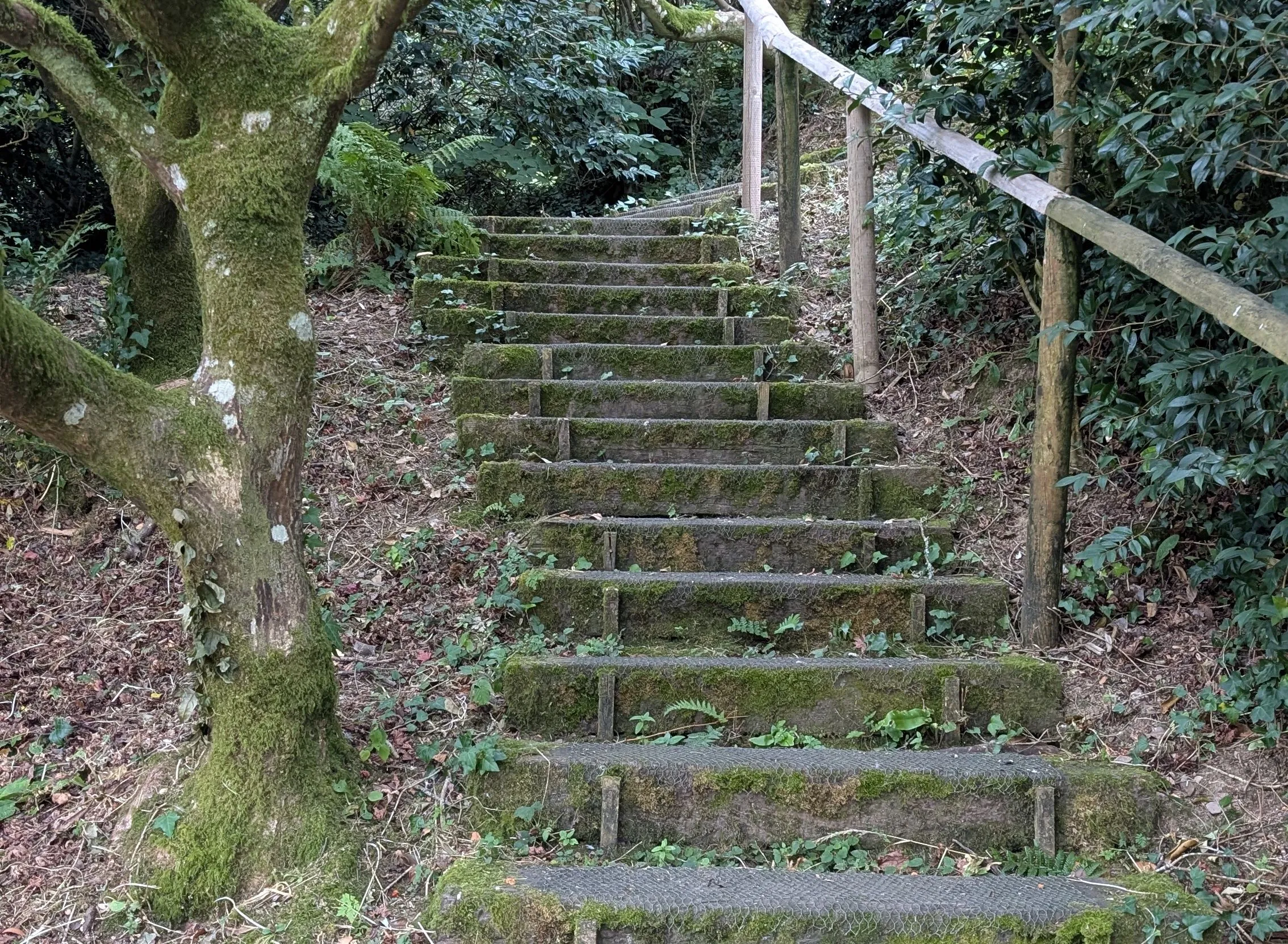 Moss-covered outdoor steps with a wooden handrail winding through dense woodland beneath arching trees.