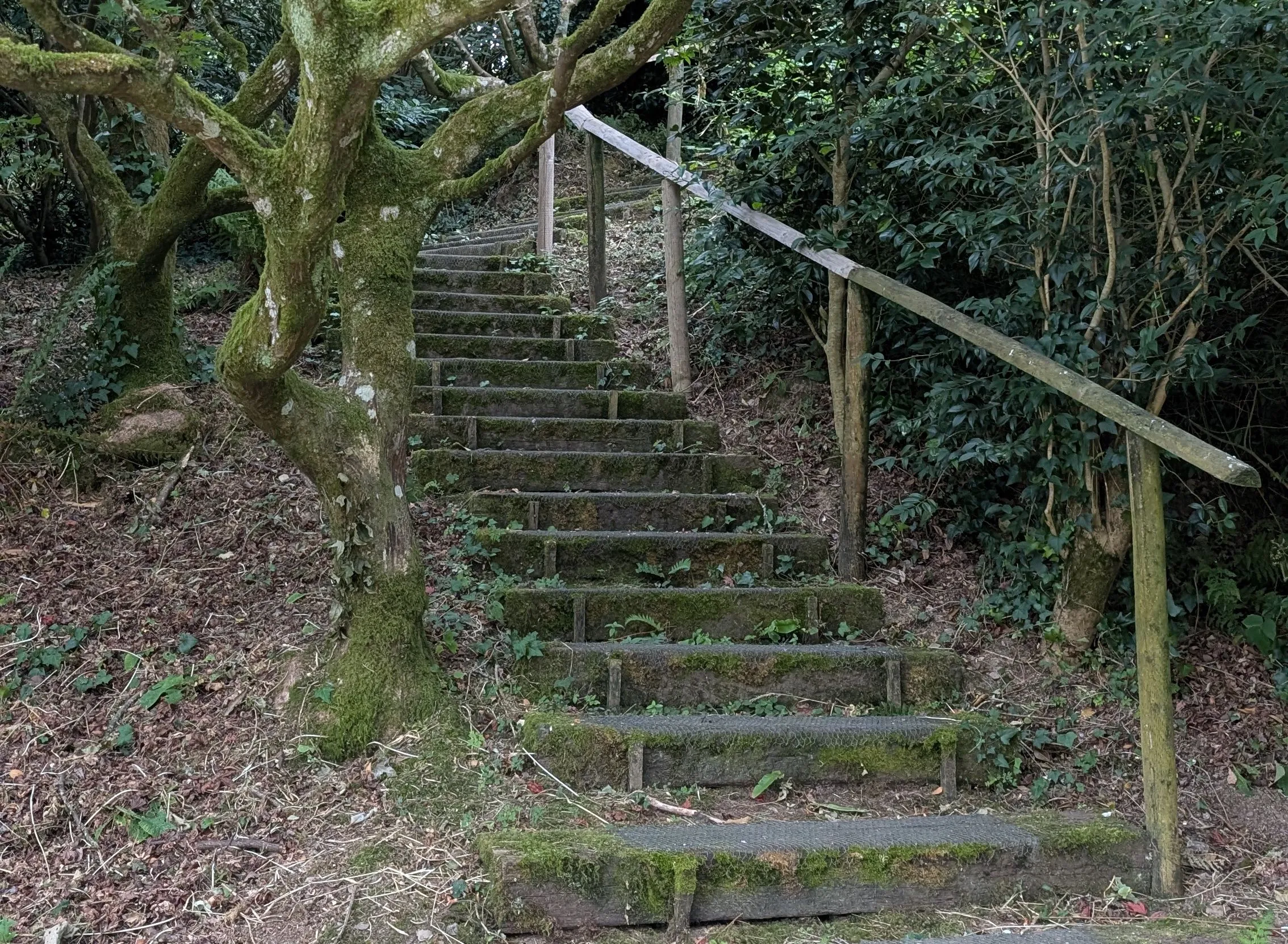 Moss-covered outdoor steps with a wooden handrail ascending through dense woodland beneath a large tree.