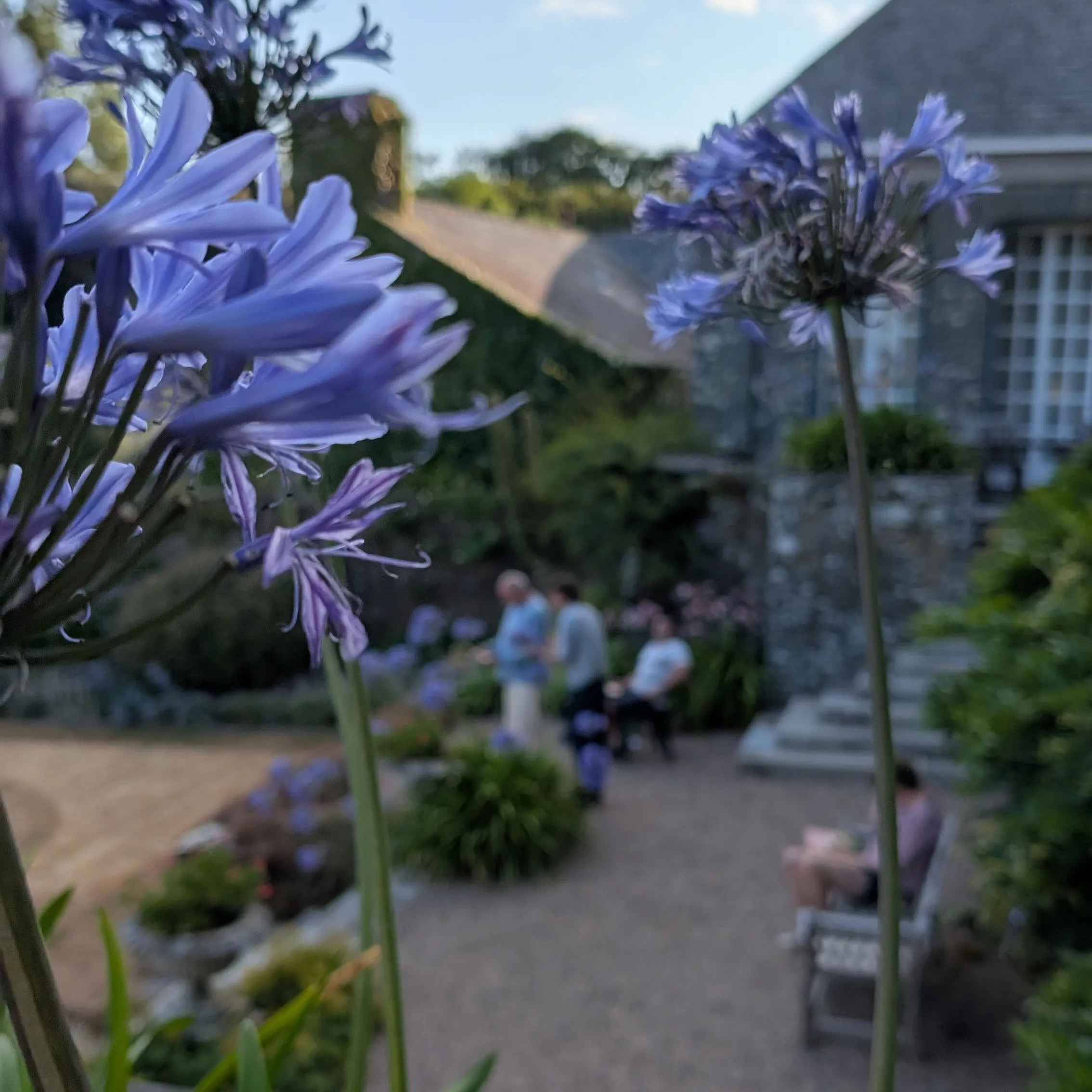 Purple agapanthus flowers in a courtyard garden beside a stone building, with blurred people rehearsing in the background.